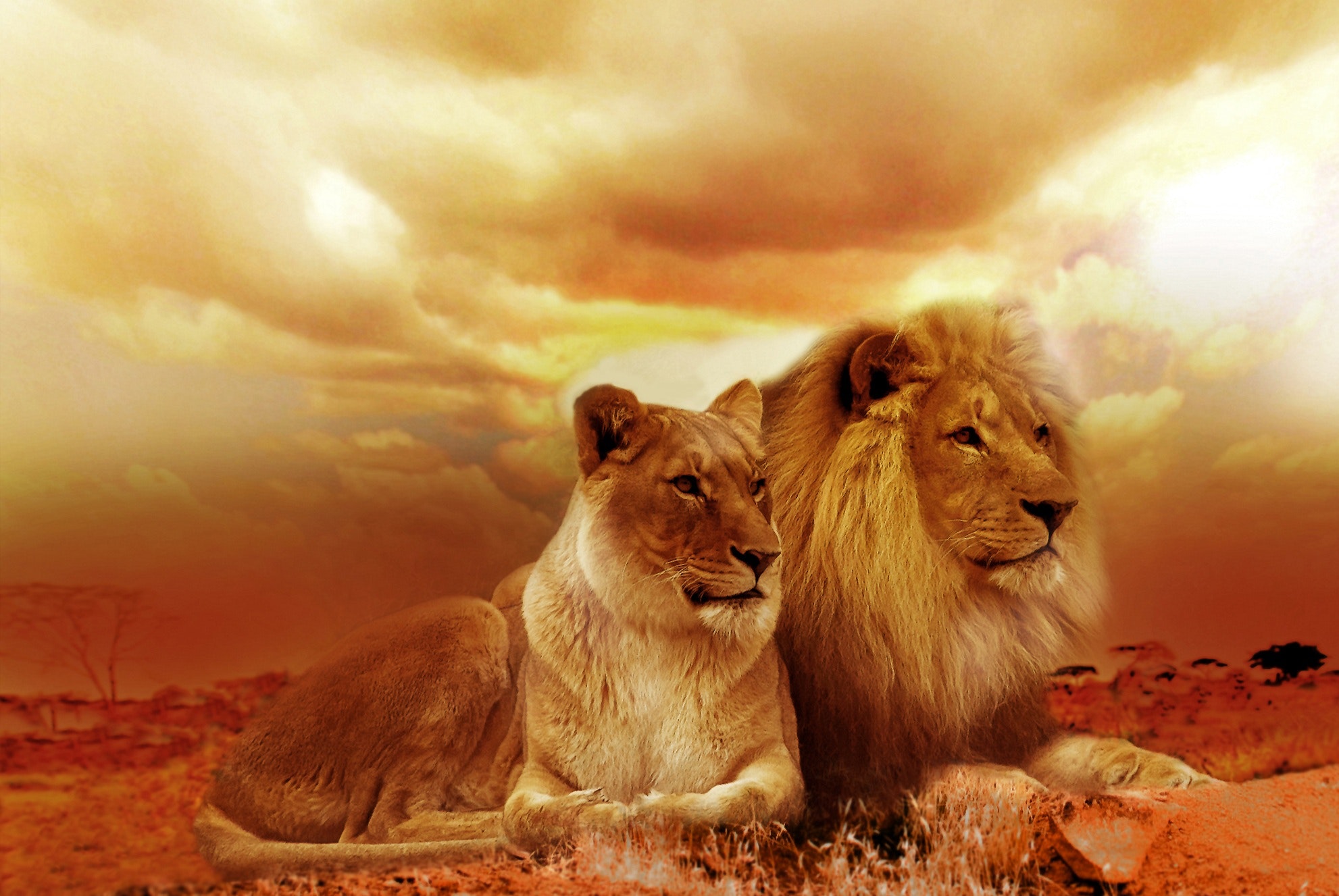 africa-animals-lioness-40756